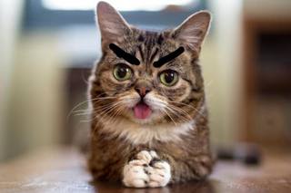 No amount of makeup is going to make your kitten look mean, so stop trying.
